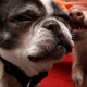Illustration for article titled Oh God This Bulldog Adopted Piglets